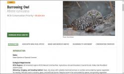 Burrowing owl species page