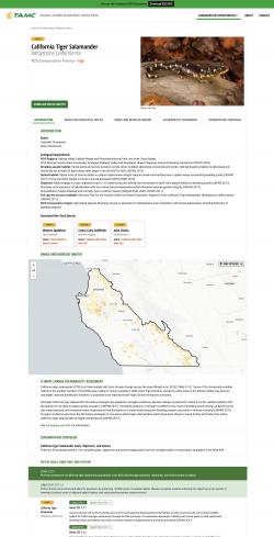 Tiger salamander species page