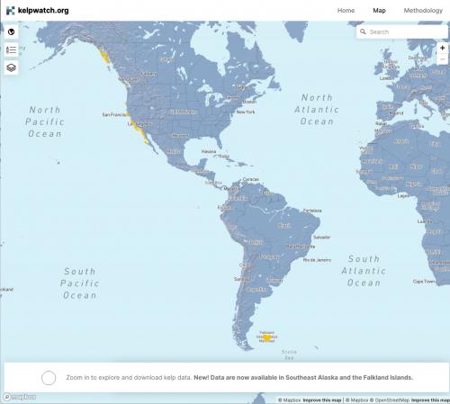 Global view with kelp in gold