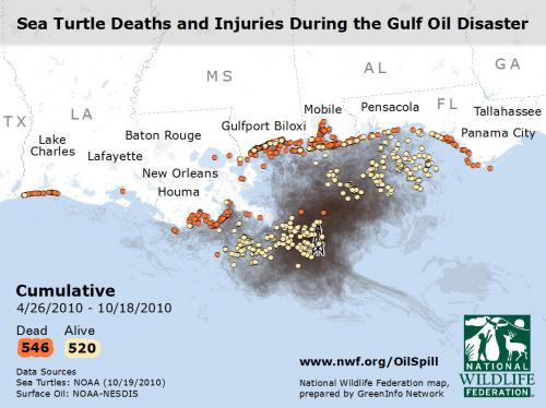 Turtles- Cumulative Spill Impacts Video