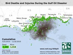 Birds - Cumulative Spill Impacts Video