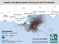 Screen Shot of Video on Mammal Impacts of Gulf Oil Spill