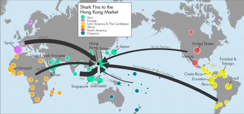 Shark Fin Market in Hong Kong