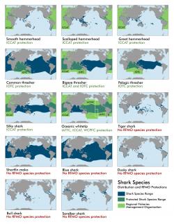 Shark Species Distribution & Protection