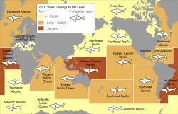 2010 Shark Landings by FAO Area