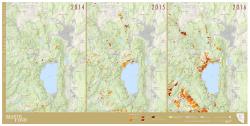 Comparison of tree mortality, 2014-2016